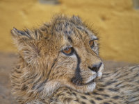 Cheetah [ 12 images ]